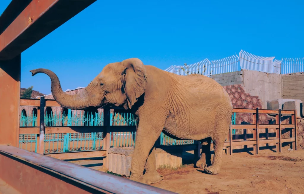 Visiting Taif's Zoo