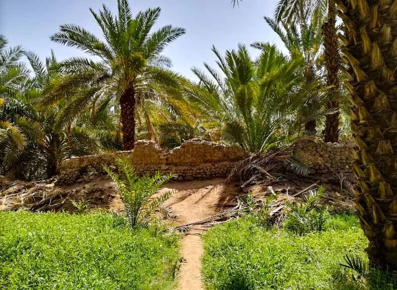 Salman Al Farsi Garden